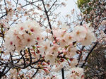 20080401b.jpg