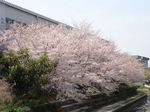 20080406a.jpg